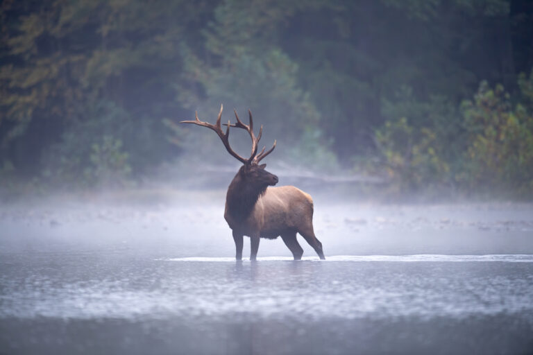 Ultimate Guide to Wildlife Cameras: