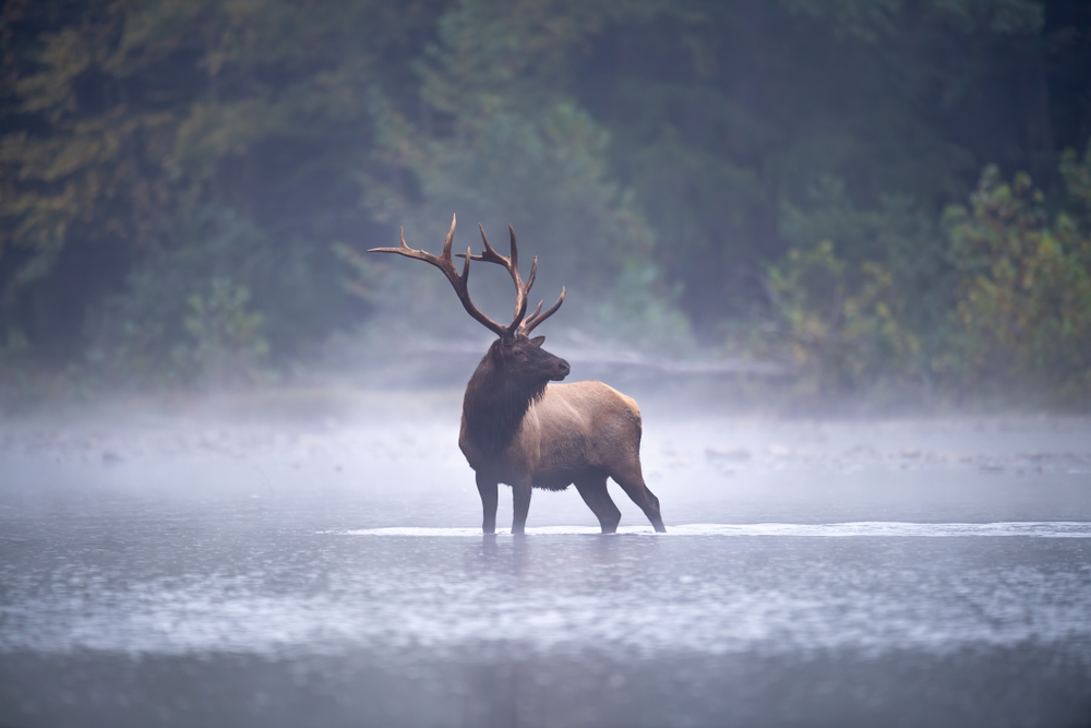 Image of Bull Elk taken with a mirrorless camera