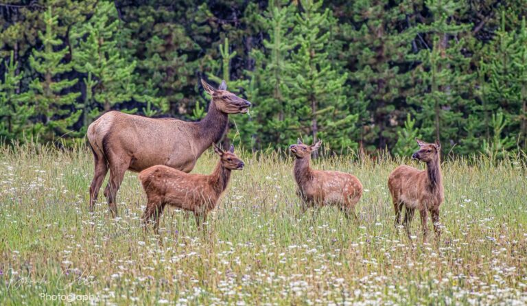 Elk cow and calves grazing in meadow at Yellowstone National Park