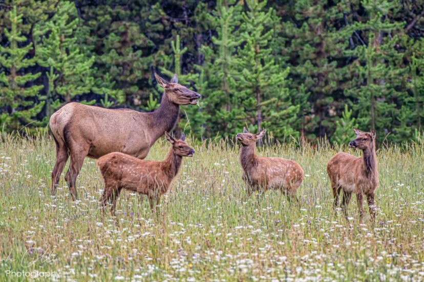 Elk cow and calves grazing in meadow at Yellowstone National Park