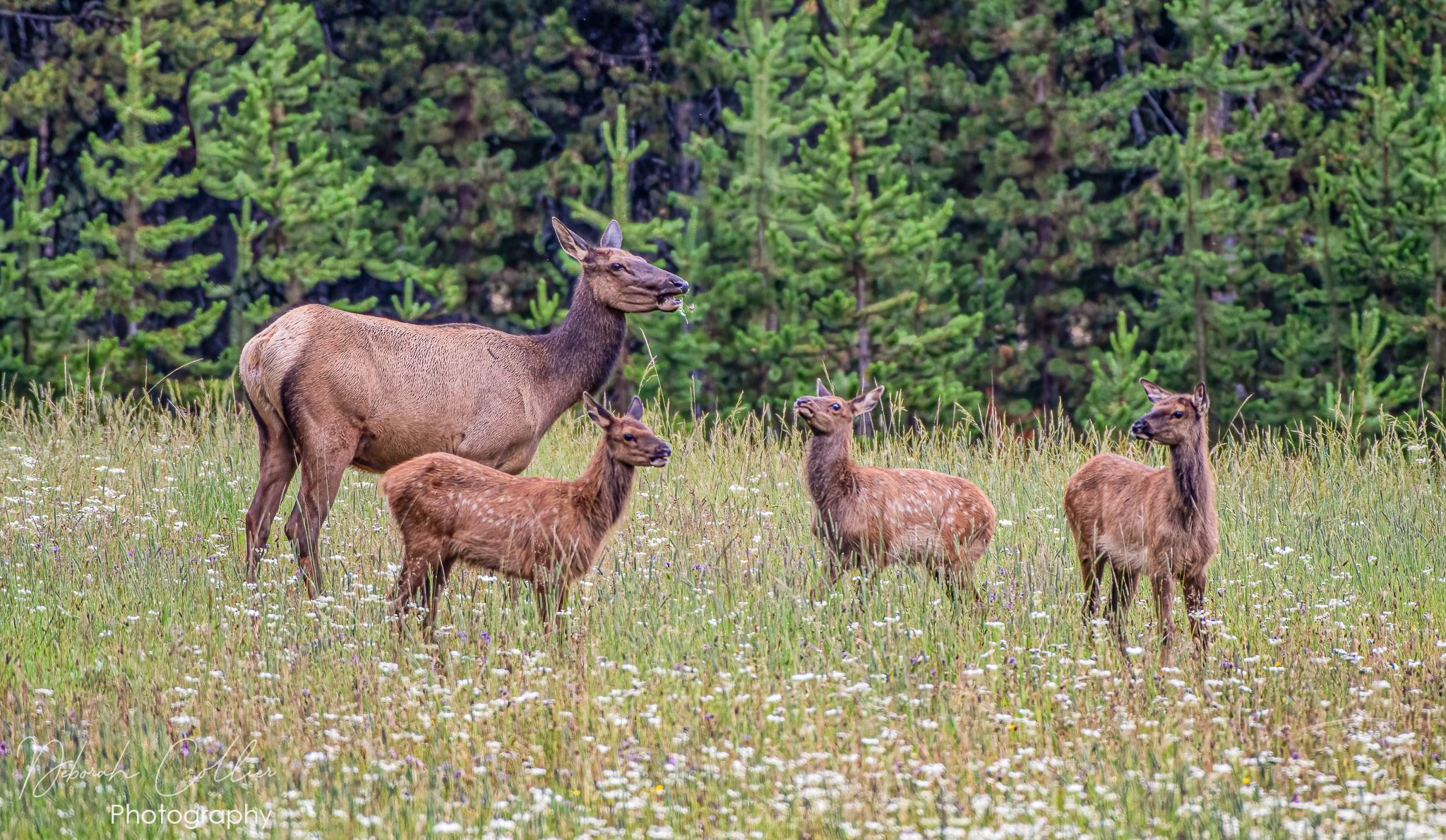 Elk cow and calves grazing in meadow at Yellowstone National Park