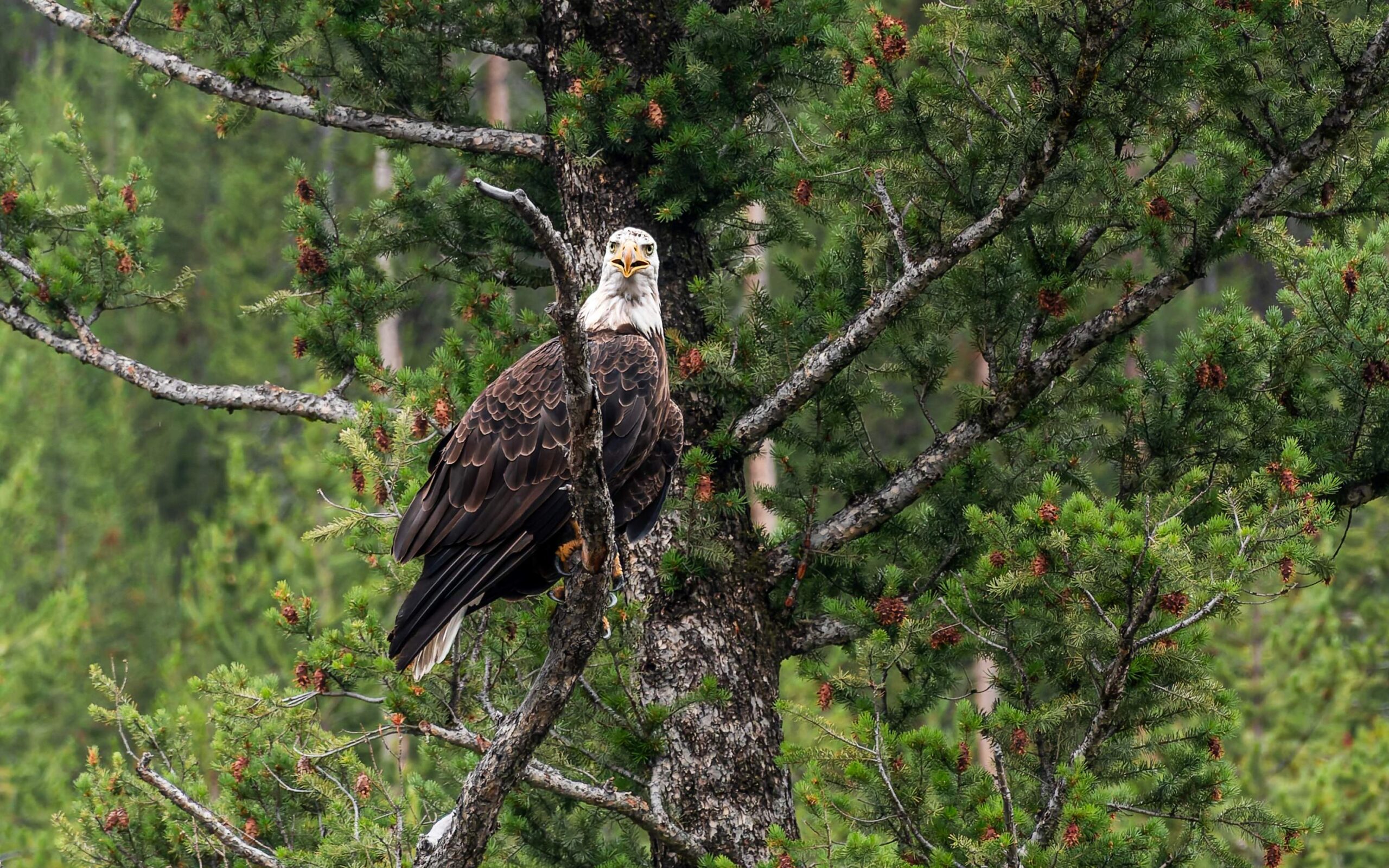 Bald eagle perched in pine tree making direct eye contact in Yellowstone National Park