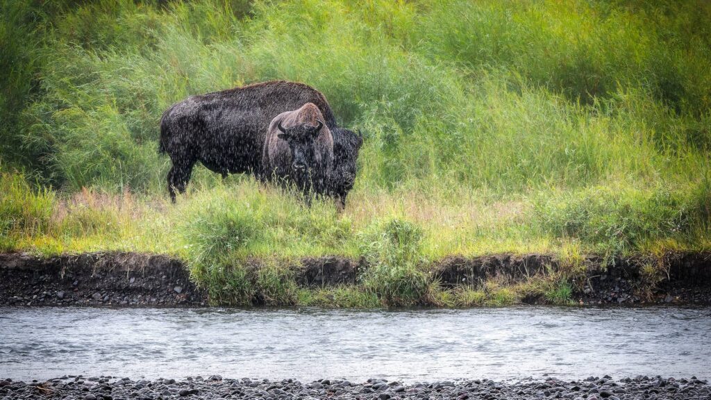 Two bison standing in the rain by a river in Yellowstone National Park