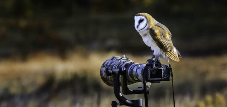 Barn owl perched on a camera tripod outdoors representing essential wildlife photography gear