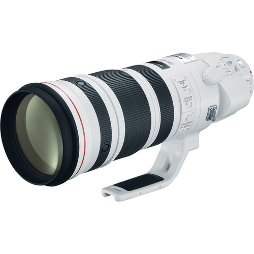 Canon EF 200-400mm f/4L IS USM Extender 1.4x, a great choice when choosing the best lenses for wildlife photography