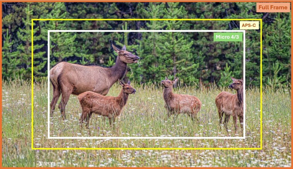 Difference between Micro Four Thirds (MFT), crop and full frame for finding the perfect match for your choosing the best wildlife lenses